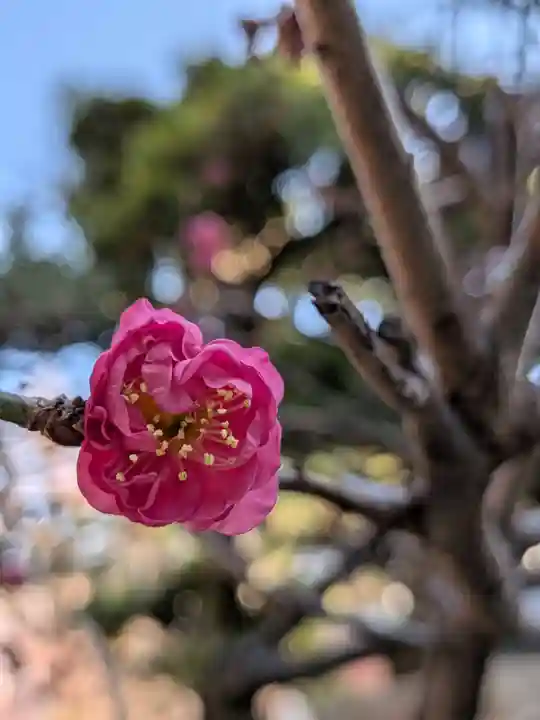 鳩森八幡神社(東京都)