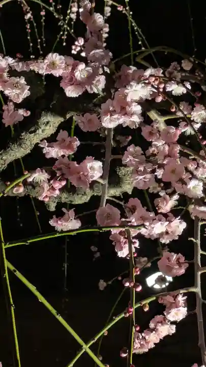 東寺(教王護国寺)(京都府)