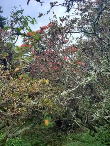 皇大神社(真田御屋敷跡)の自然