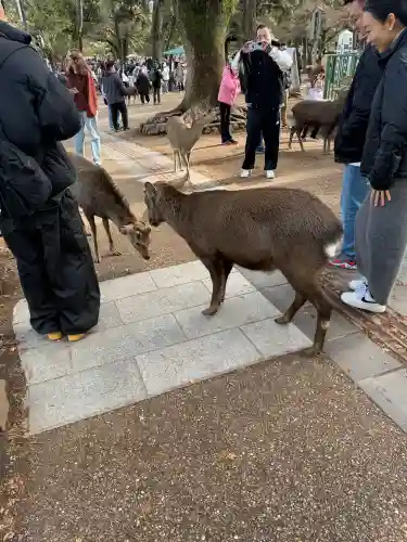 興福寺(奈良県)