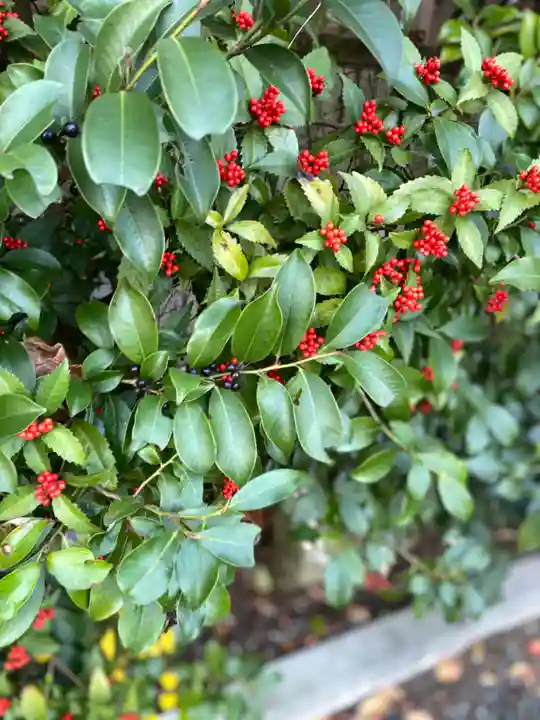 新羽杉山神社の自然