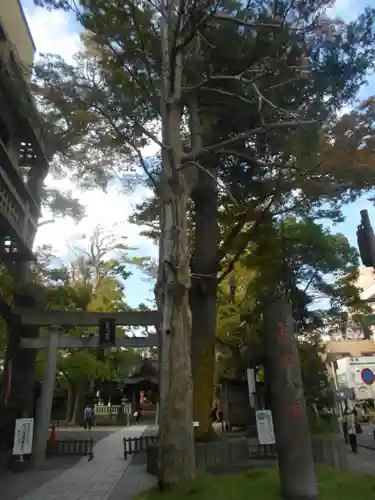 亀岡八幡宮（亀岡八幡神社）の鳥居