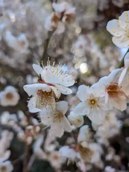 乃木神社(東京都)