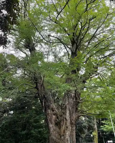 赤坂氷川神社(東京都)