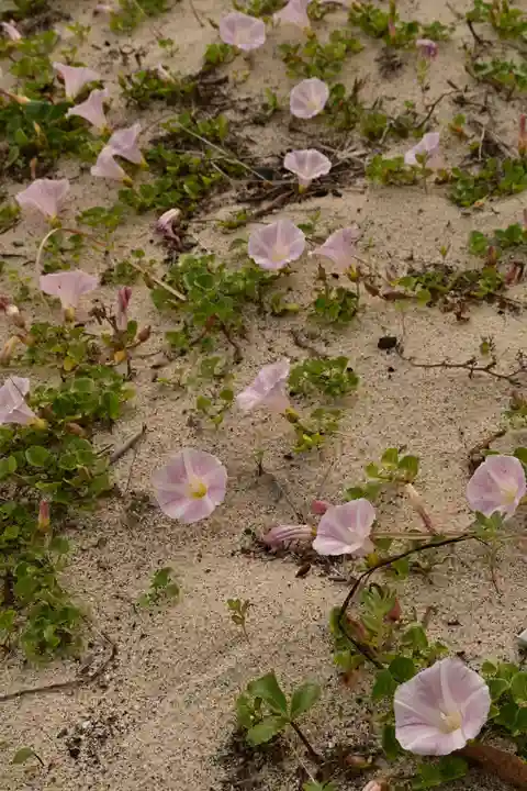 鹿島神社(愛媛県)