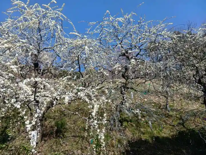 大縣神社(愛知県)