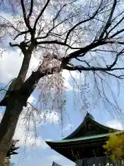 永平寺別院長谷寺の自然