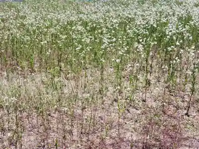 八幡神社の自然