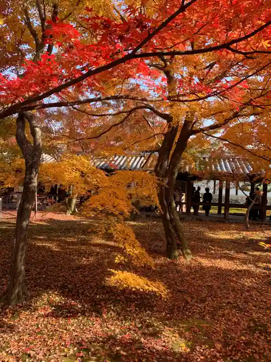 東福禅寺(東福寺)の自然