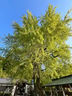 丹生酒殿神社の{uncategorized: "未分類", other: "その他", undefined: "問題あり", building: "その他建物", grave: "お墓", sacred_gate: "鳥居", guardian: "狛犬", statue: "像", buddha: "仏像", history: "歴史", nature: "自然", garden: "庭園", animal: "動物", pagoda: "塔", temizu: "手水舎", mountain_gate: "山門・神門", sanctuary: "本殿・本堂", subordinate: "末社・摂社", art: "芸術", scenery: "景色", jizo: "地蔵", ema: "絵馬", goshuin: "御朱印", omikuji: "おみくじ", items: "授与品その他", amulet: "お守り", goshuincho: "御朱印帳", eats: "食事", festival: "お祭り", votive_dance: "神楽", shichigosan: "七五三参", wedding: "結婚式", experience: "体験その他", initially: "初詣", around: "周辺", anti_infection: "感染症対策"}