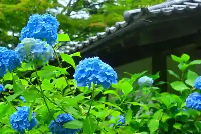 明月院(神奈川県)
