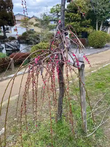 圓鏡寺の庭園