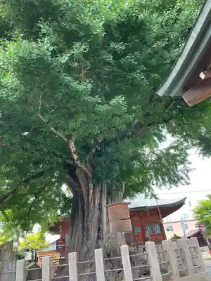 飛騨国分寺の自然