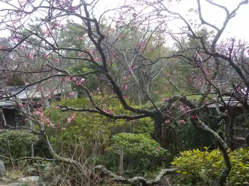 浄光明寺の自然