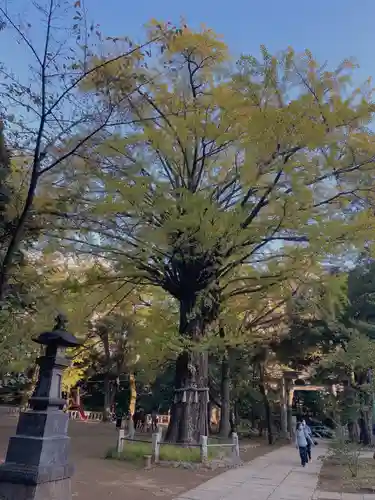 赤坂氷川神社の自然