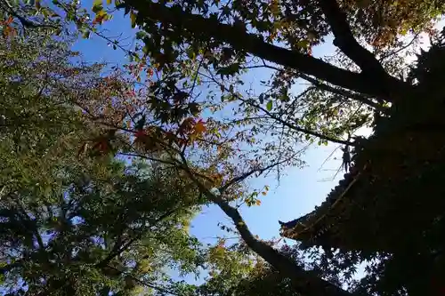 光明寺（粟生光明寺）の自然