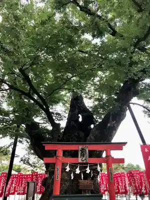 秩父今宮神社(埼玉県)
