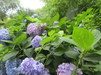 明月院(神奈川県)
