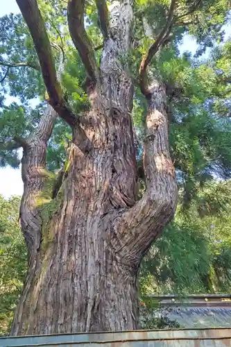 若狭姫神社（若狭彦神社下社）(福井県)