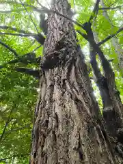 青山八幡宮の自然