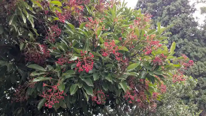 神明社(竹内天神堂古墳)の自然