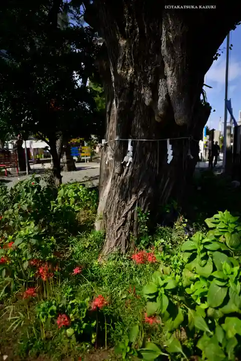 磐井神社(東京都)