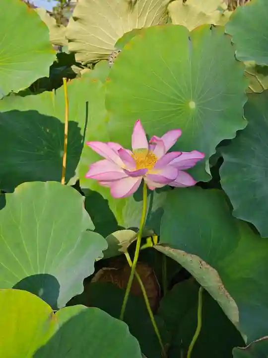 伊賀八幡宮(愛知県)