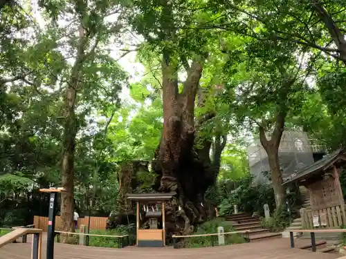 來宮神社の自然