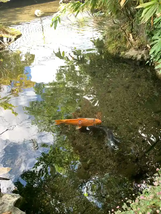 涌釜神社の動物