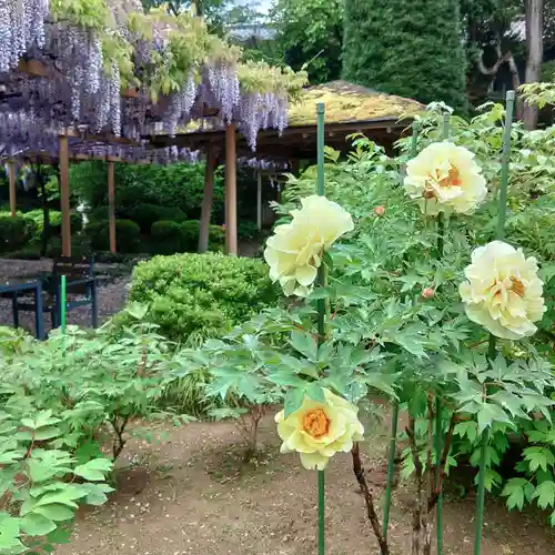 金蛇水神社の庭園