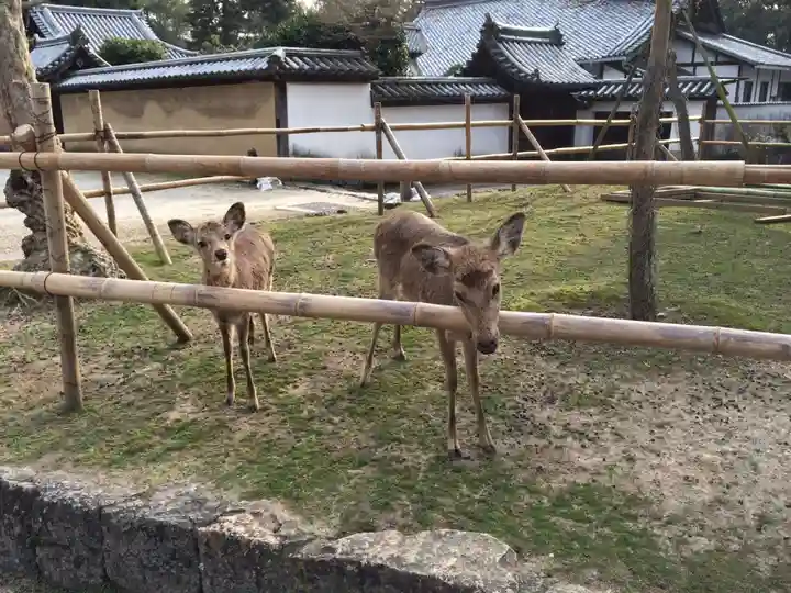 東大寺 法華堂(三月堂)の動物