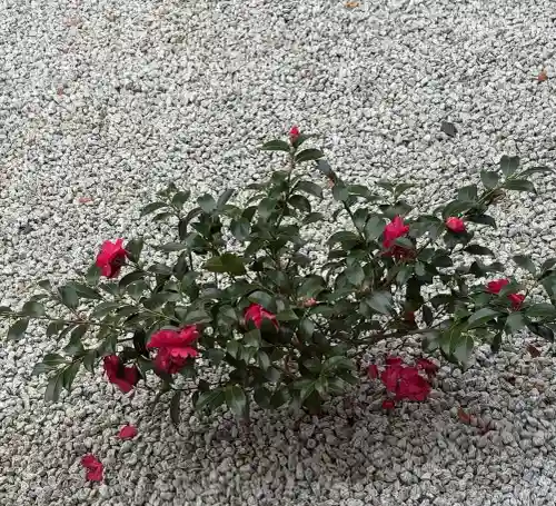 興聖寺の{uncategorized: "未分類", other: "その他", undefined: "問題あり", building: "その他建物", grave: "お墓", sacred_gate: "鳥居", guardian: "狛犬", statue: "像", buddha: "仏像", history: "歴史", nature: "自然", garden: "庭園", animal: "動物", pagoda: "塔", temizu: "手水舎", mountain_gate: "山門・神門", sanctuary: "本殿・本堂", subordinate: "末社・摂社", art: "芸術", scenery: "景色", jizo: "地蔵", ema: "絵馬", goshuin: "御朱印", omikuji: "おみくじ", items: "授与品その他", amulet: "お守り", goshuincho: "御朱印帳", eats: "食事", festival: "お祭り", votive_dance: "神楽", shichigosan: "七五三参", wedding: "結婚式", experience: "体験その他", initially: "初詣", around: "周辺", anti_infection: "感染症対策"}