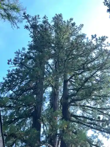 戸隠神社中社(長野県)