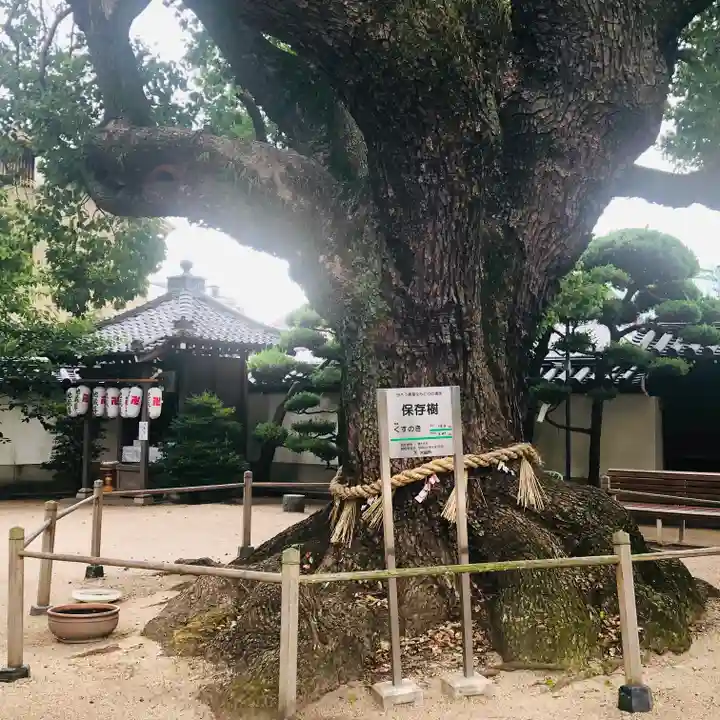 大聖観音寺(あびこ観音)の自然