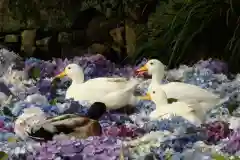 楽法寺（雨引観音）の動物