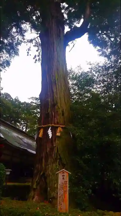 香取神宮の自然