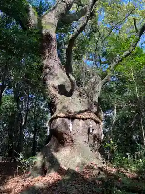 熱田神宮の自然