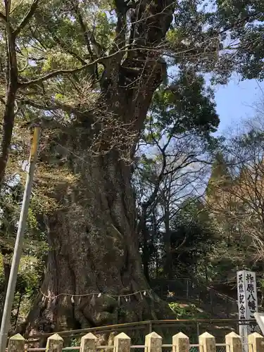 柞原八幡宮の自然