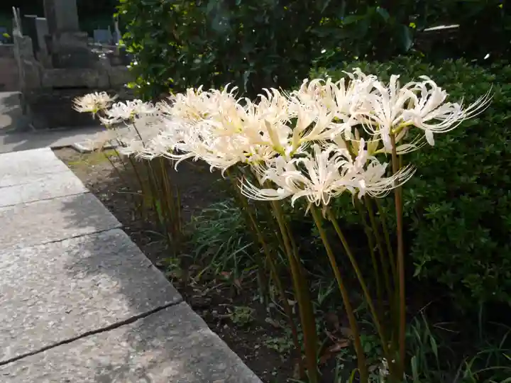 来迎寺(西御門)の自然