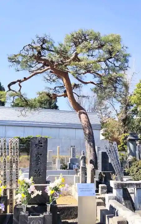 禅林寺の{uncategorized: "未分類", other: "その他", undefined: "問題あり", building: "その他建物", grave: "お墓", sacred_gate: "鳥居", guardian: "狛犬", statue: "像", buddha: "仏像", history: "歴史", nature: "自然", garden: "庭園", animal: "動物", pagoda: "塔", temizu: "手水舎", mountain_gate: "山門・神門", sanctuary: "本殿・本堂", subordinate: "末社・摂社", art: "芸術", scenery: "景色", jizo: "地蔵", ema: "絵馬", goshuin: "御朱印", omikuji: "おみくじ", items: "授与品その他", amulet: "お守り", goshuincho: "御朱印帳", eats: "食事", festival: "お祭り", votive_dance: "神楽", shichigosan: "七五三参", wedding: "結婚式", experience: "体験その他", initially: "初詣", around: "周辺", anti_infection: "感染症対策"}