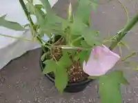 極楽山 浄土寺の自然