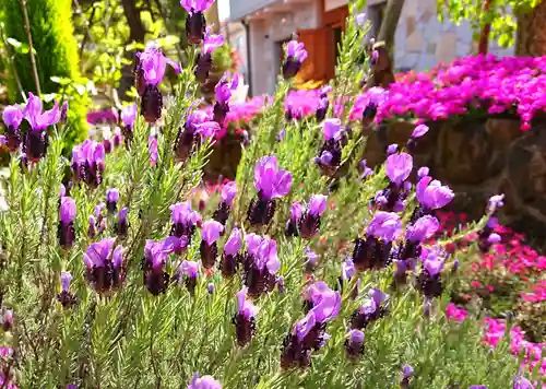 寿量山　速成寺の自然