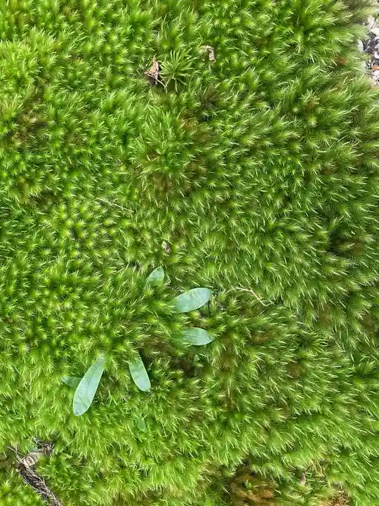御岩神社(茨城県)