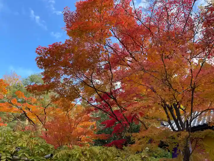 今熊野観音寺(京都府)