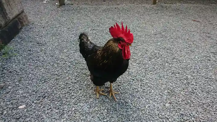 谷保天満宮の動物