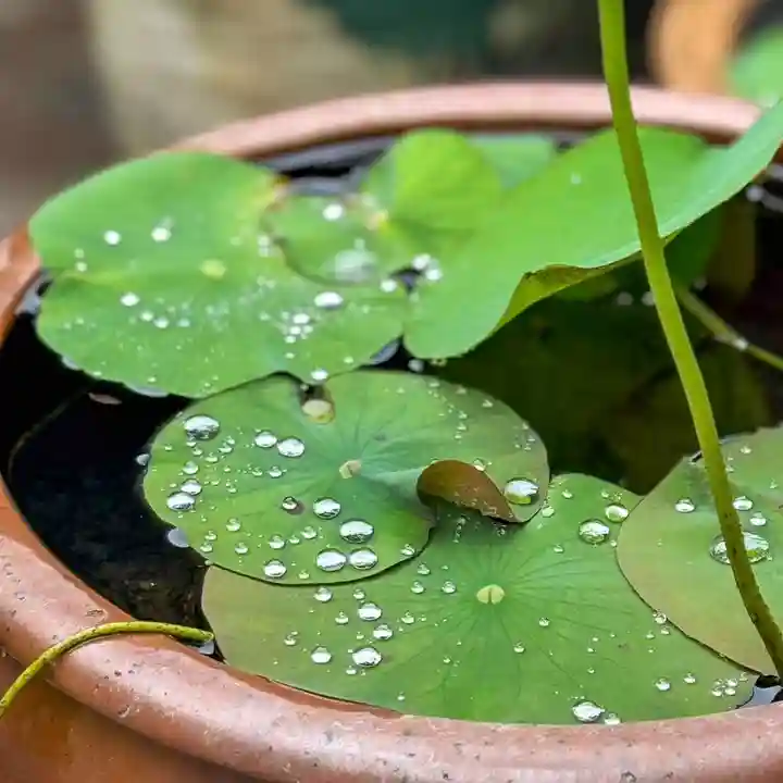 伊勢の国 四天王寺(三重県)