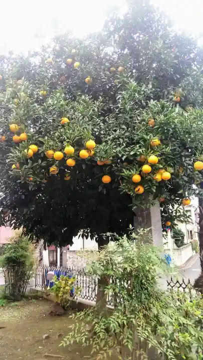 天祖神社の自然