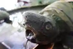 小倉神社の手水