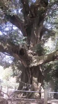 月讀神社(茨城県)