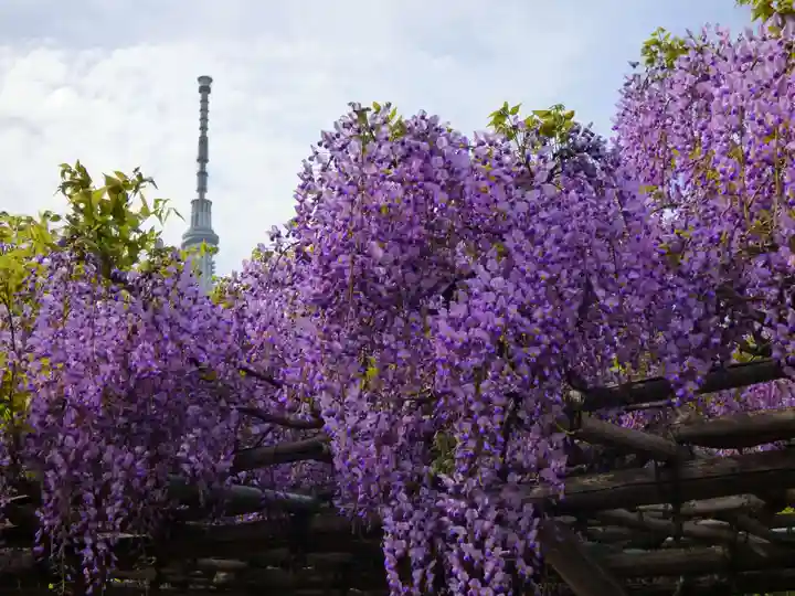 亀戸天神社の自然